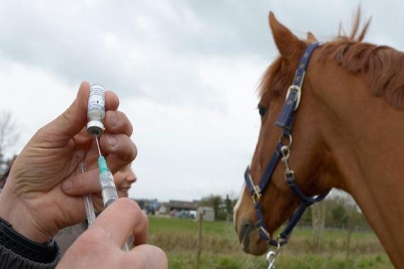 injection de cheval