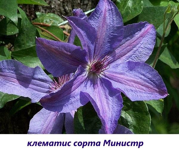 клематис министар