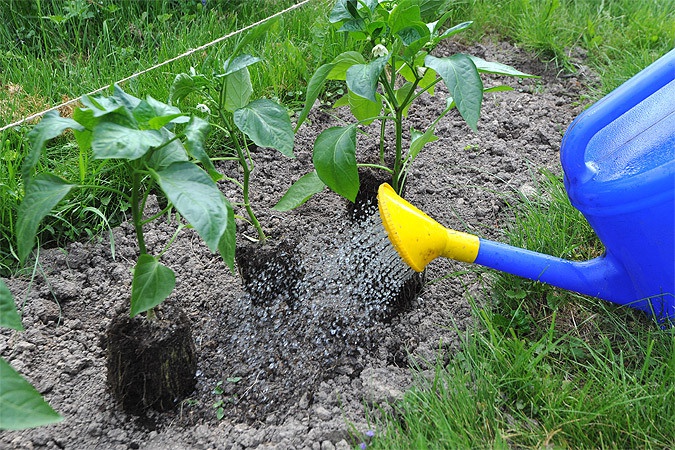 Paprika im Garten gießen