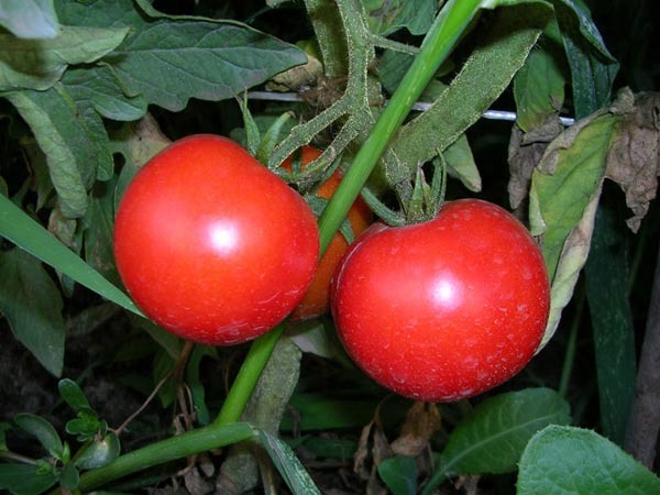 Aphrodite rajčata na větvi