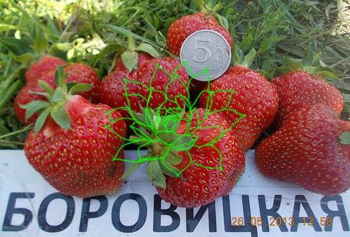 borovitskaya strawberry