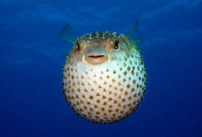 Ball fish photo