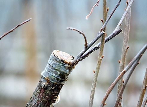 plum grafting