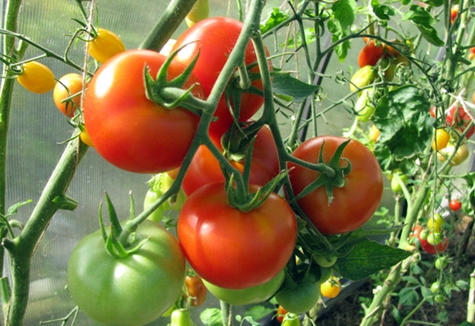 Tomatenrosa-Gel im Gewächshaus