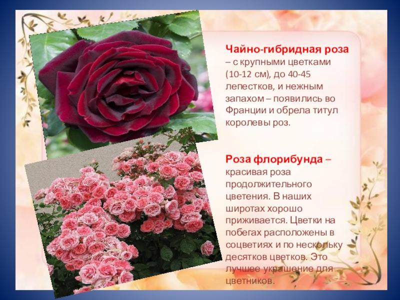 różnice między różą floribunda a herbatą hybrydową