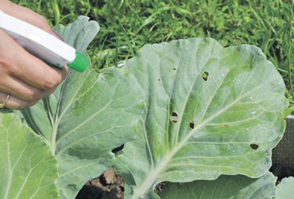 verwerking van kool in de tuin