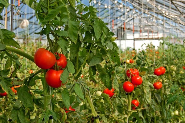 Rote Tomaten in einem Gewächshaus