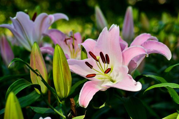 growing lilies