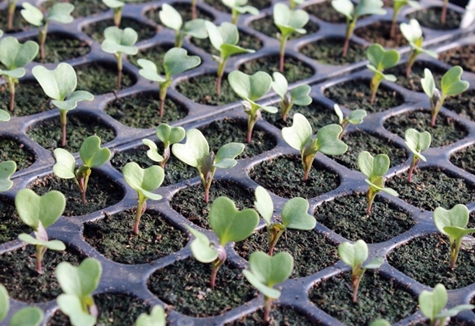 broccoli seedlings