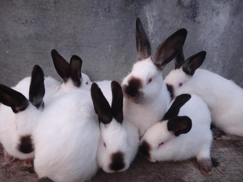 Kalifornisches Kaninchen