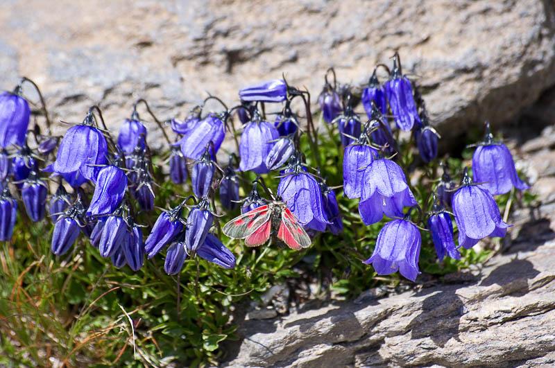 klokke i fjellet 