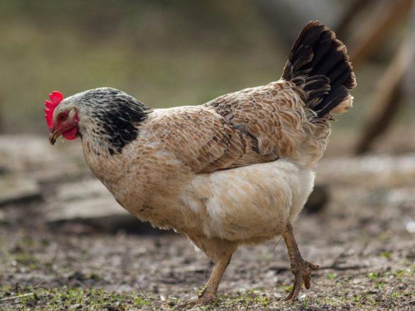 Tsarskoye Selo breed of chickens