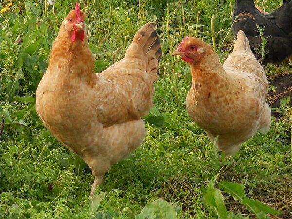 Tsarskoye Selo breed of chickens