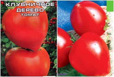 Tomatenzaden van de aardbeiboom