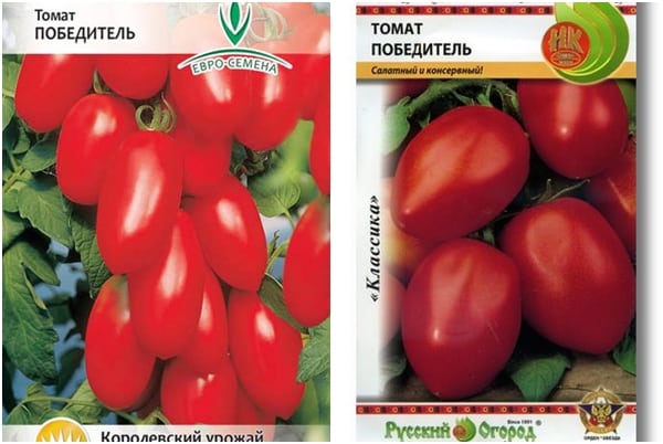 Tomatensamen Gewinner