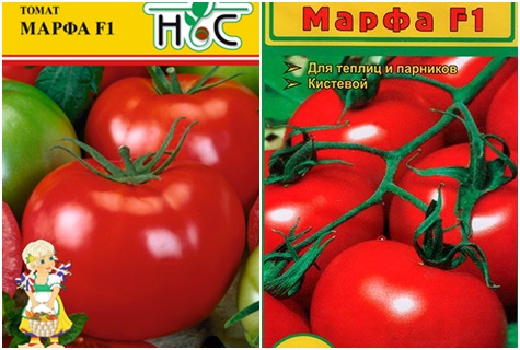 semena rajčat Marfa F1