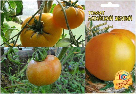 Vzhled altajských žlutých rajčat