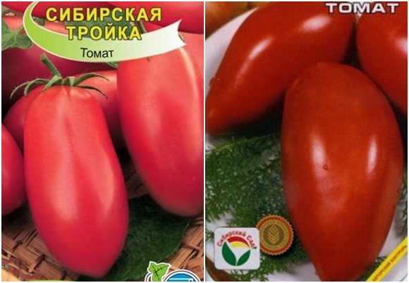 hạt giống cà chua troika Siberia