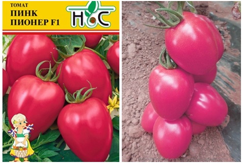 Pink Pioneer tomato seeds