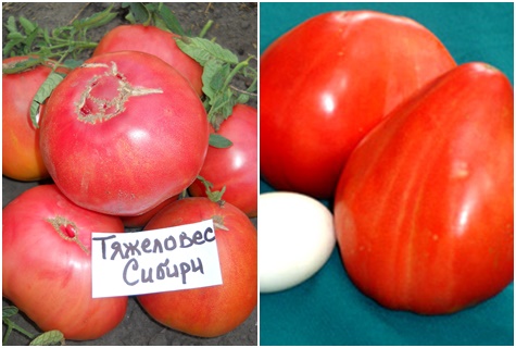 rajčata těžké váhy Sibiře na stole