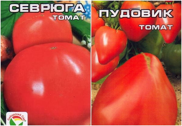 tomato seeds stellate sturgeon or pudovik