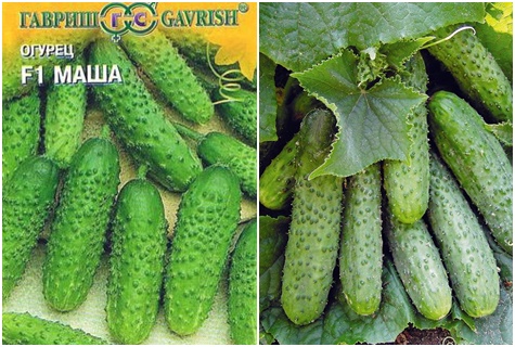 mung bean cucumber seeds