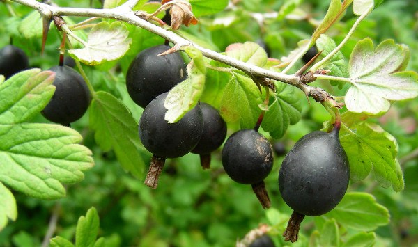 híbrido de grosella y cereza