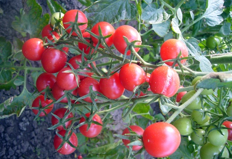 keře rajčat Shalun