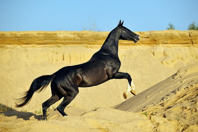 Akhal-Teke-paard