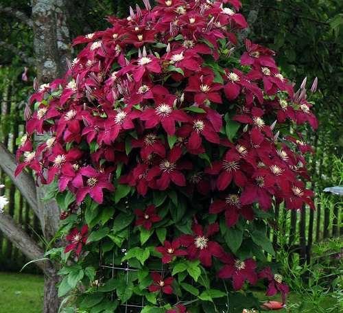 Clematis für Anfänger