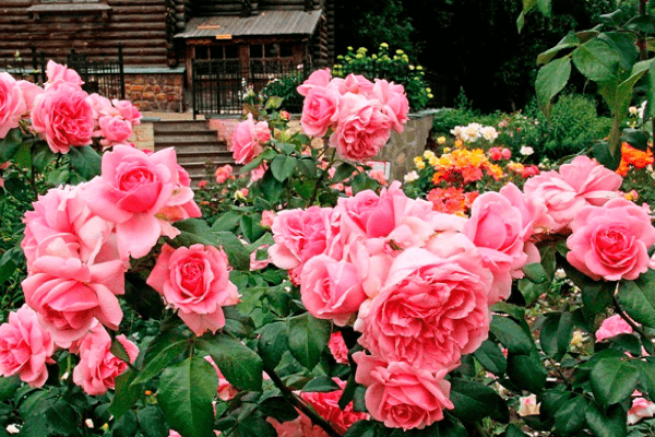 planta de flors 