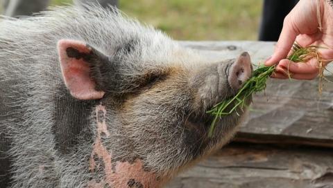 Schweine füttern