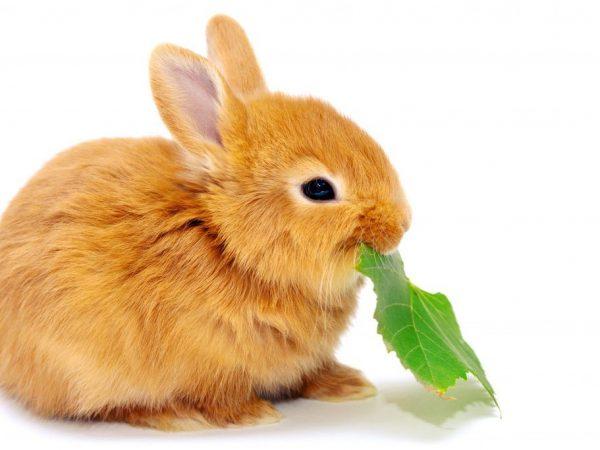 dwarf rabbit