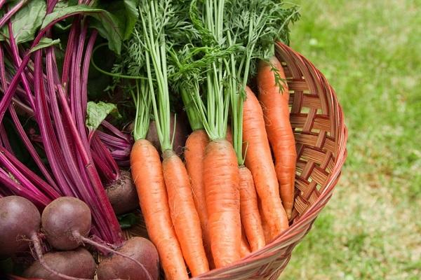 basket of vegetables 