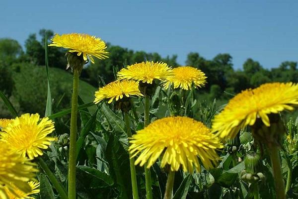 fiore di tarassaco 