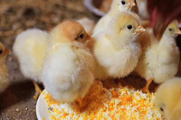 alimentando galinhas