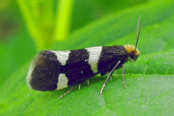 Papillon du framboisier