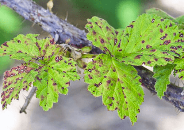 Anthracnose dans les framboises