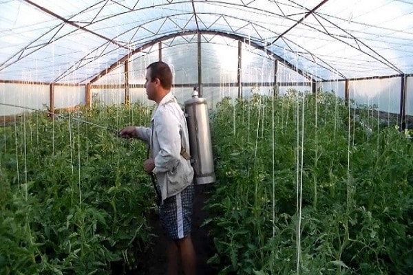 tomates avec préparations