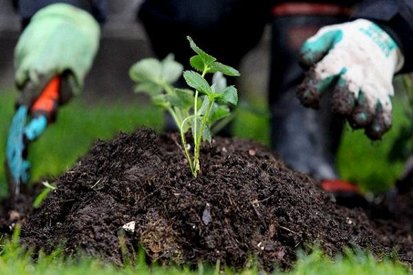 bescherm aardbeien