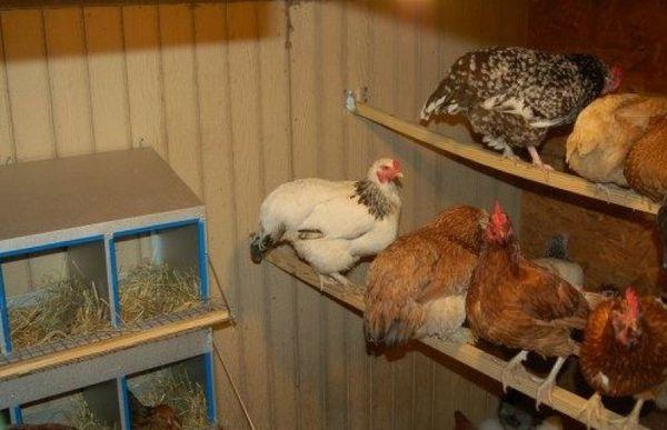 chickens in the coop