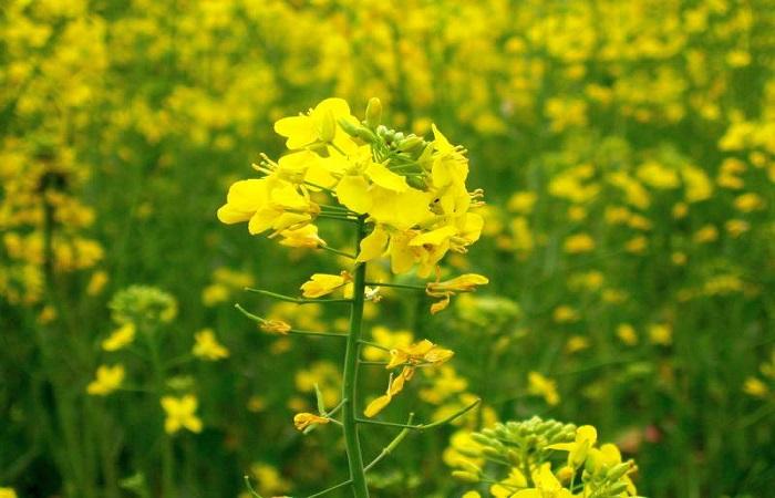 mustard plants 