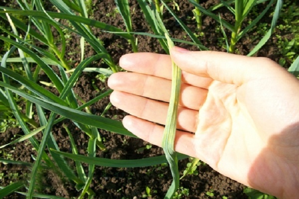 garlic in July