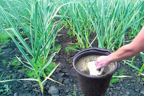 fertilisant organique