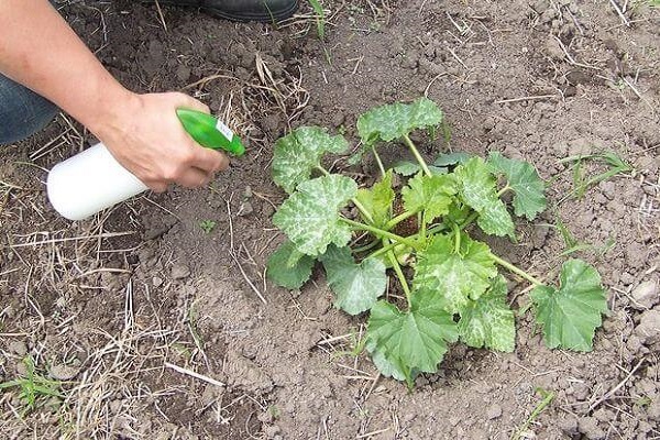 fertilizar abobrinha