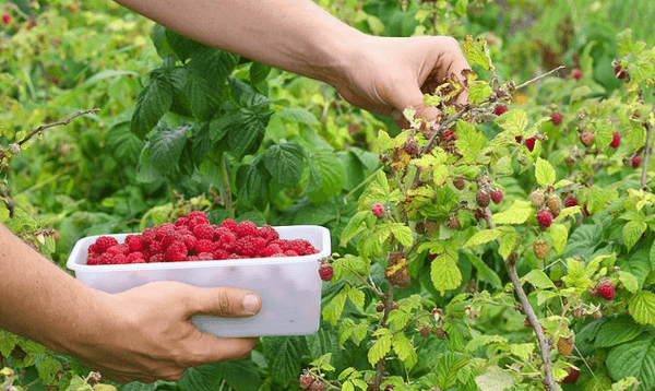 Himbeeren pflücken