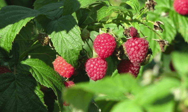 reife Himbeeren