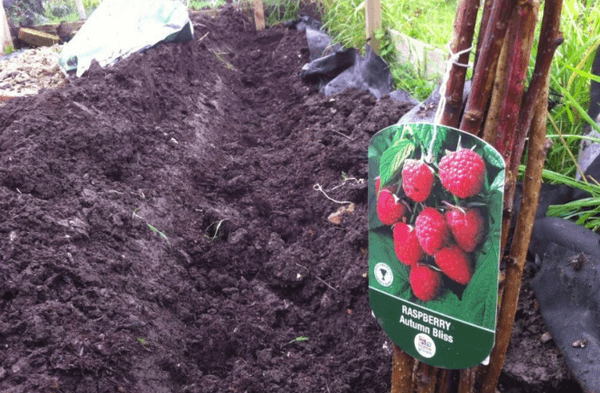 raspberry beds