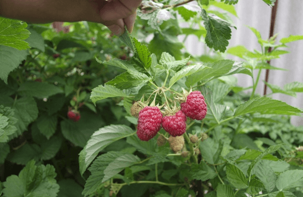 Zweig mit Himbeeren