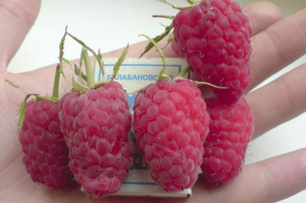 fruta framboesa